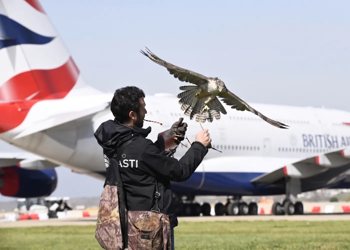 Falconer with a hawk keeping birds away from an airport