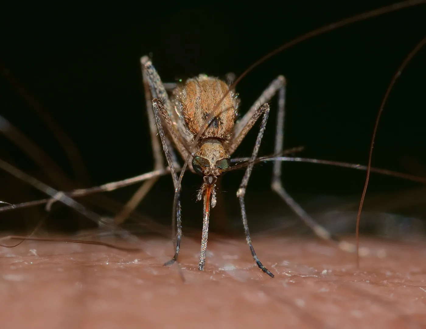 Close-up of a mosquito