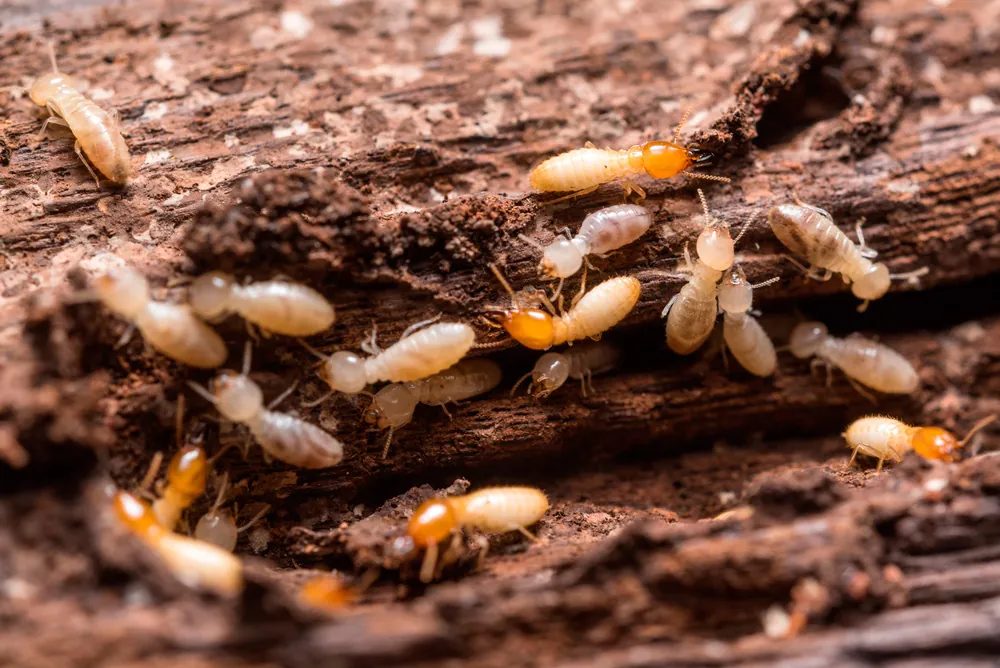 Termites in damaged timber